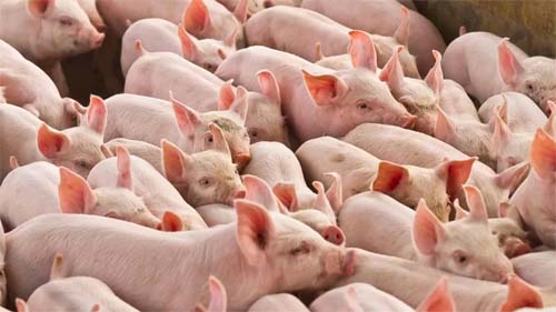 Após alta do ovo e da picanha, carne suína também registra aumento nos preços