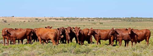 Abiec afirma que abastecimento de carne bovina está garantido