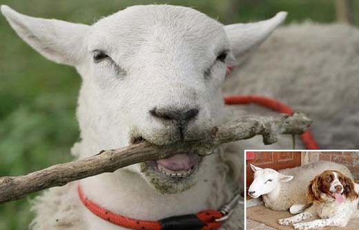 Carneiro britânico acredita ser cão pastor e até agrupa rebanho