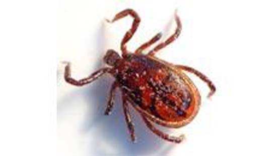 Carrapatos são identificados em animais silvestres