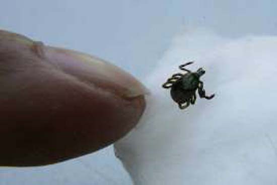 Cidade do interior de SP registra 1ª morte por febre maculosa