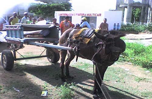 Palmeira: Carroceiro é morto a tiros e cavalo leva corpo em casa