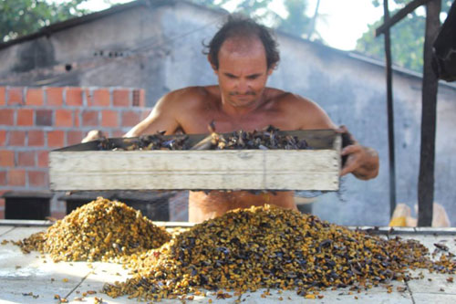 Cascas do sururu podem virar matéria-prima para novos produtos