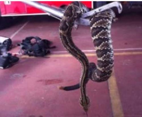 Bombeiros do 3o. GBM de União dos Palmares retiram cobra cascavel de poste