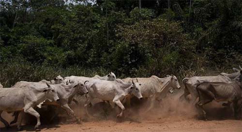 Ministério da Agricultura investiga caso de 