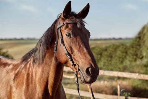 Alagoas registra 65 mortes de cavalos com suspeita de intoxicação por ração