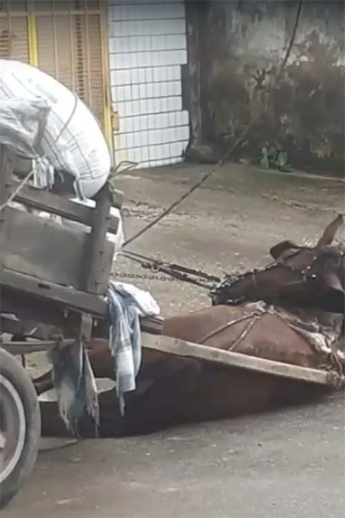 Cavalo morre eletrocutado após queda de fios de alta tensão no Mercado da Produção