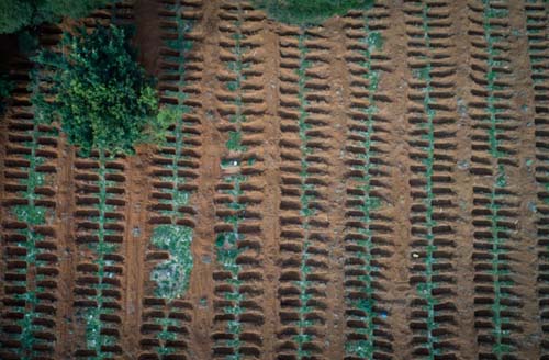 Instituto vê contágio sem controle no Brasil e estima mortes