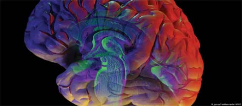 Estudo revela como o cérebro decide entre preservar ou apagar memórias