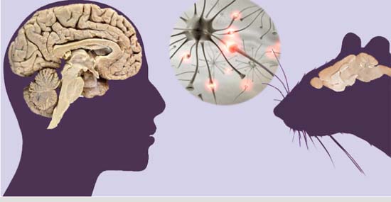 Cientistas descrevem circuito cerebral ligado ao estresse pós-traumático