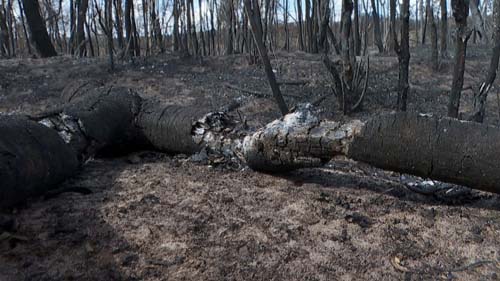 Dia Nacional do Cerrado: bioma já perdeu 50% da vegetação original e pesquisadoras alertam para aumento do desmate e do fogo