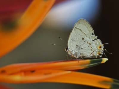 Primavera chega ao Brasil trazendo chuva, temperaturas amenas e umidade mais elevada