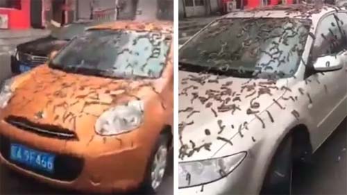China: suposta 'chuva de vermes' viraliza nas redes sociais