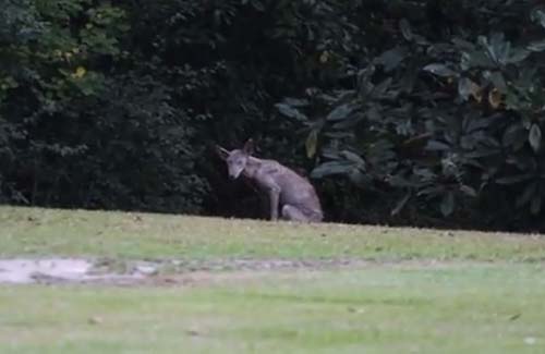 Moradores se assustam ao ver 'suposto chupacabra' nos EUA