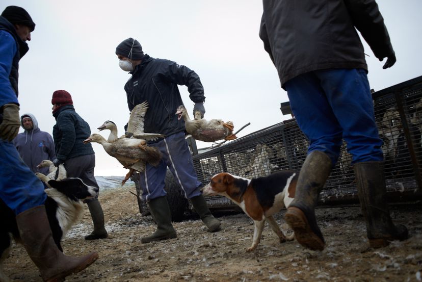 Dois especialistas chineses que identificaram o coronavírus alertam para o risco do vírus da gripe H5N8