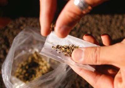 Estudo diz que 1,5 milhão de pessoas usam maconha no país por dia