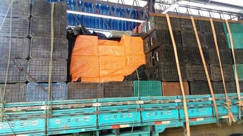 PRF apreende 110 mil maços de cigarros contrabandeados e prende dois suspeitos no Sertão