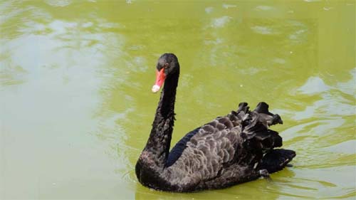 Cisne negro testou positivo para gripe aviária em MG
