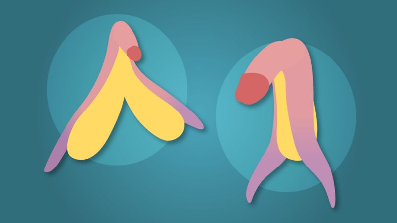 Como realmente é o clitóris - e suas semelhanças com o pênis