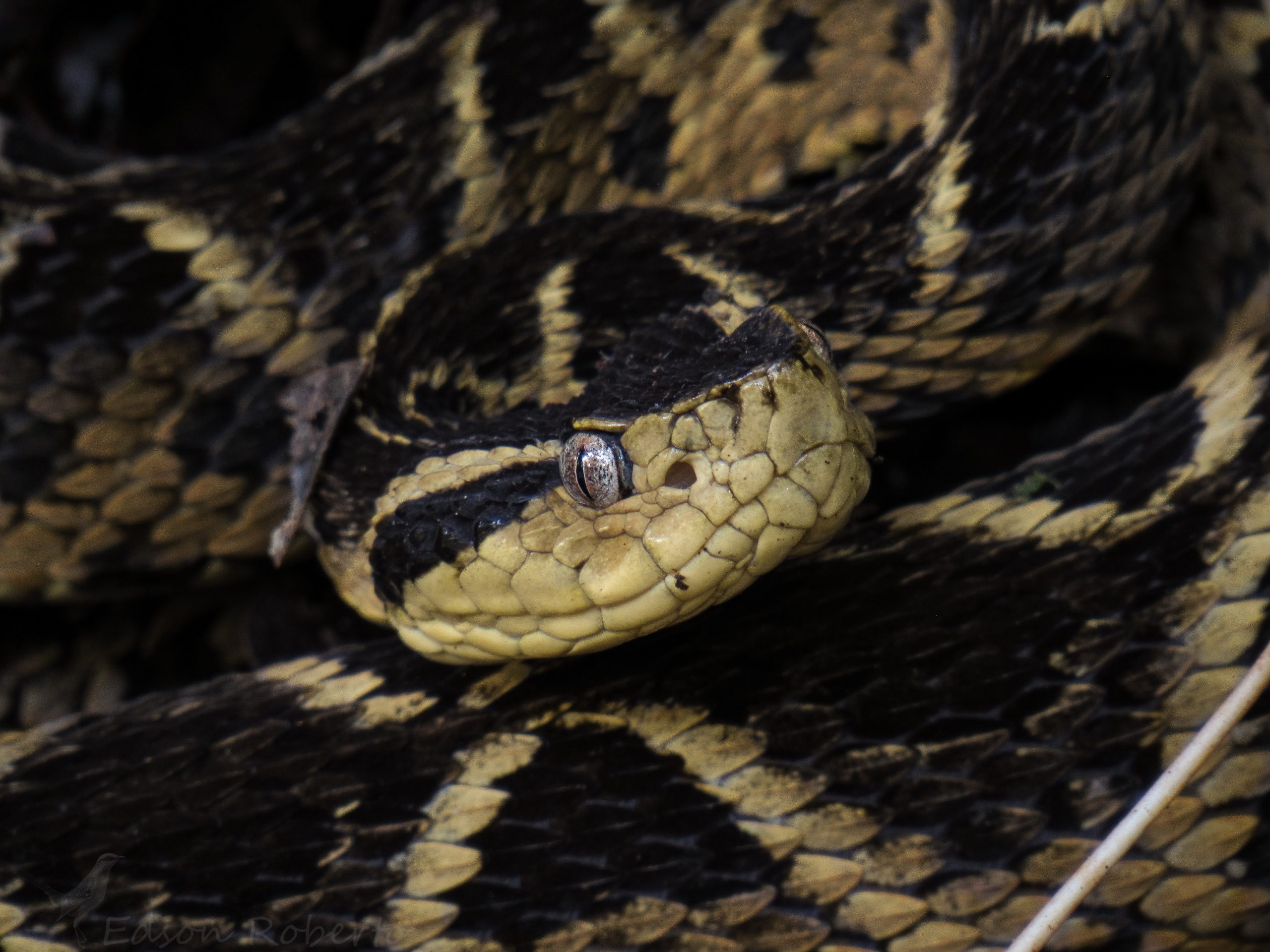 Veneno de cobra brasileira é capaz de inibir vírus da Covid-19, aponta estudo