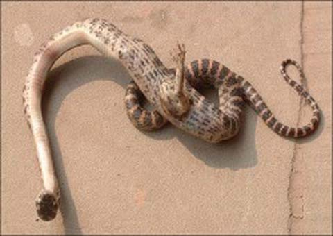 Mulher encontra uma cobra com um pé e cinco dedos dentro do próprio quarto