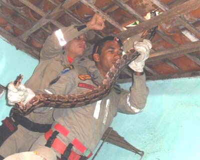 Jiboia de 2m enrosca em telhado e assusta moradora na Pitanguinha