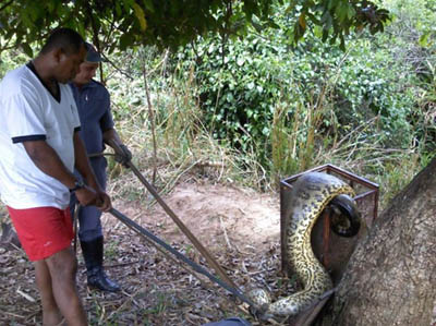 Cobra de 10 metros e 140 quilos é encontrada no interior de SP