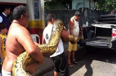 Cobra sucuri de 6 metros é encontrada em Manaus
