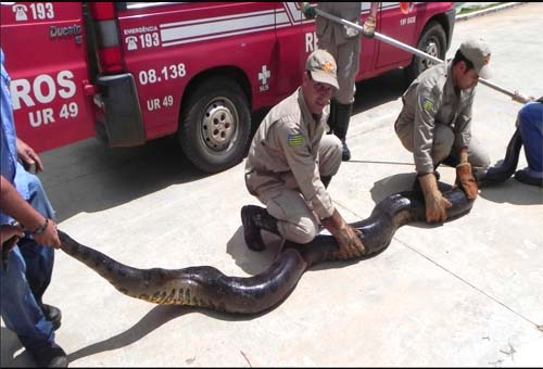 Sucuri de seis metros é encontrada no interior de Goiás