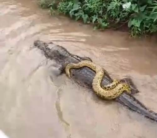 Carona inusitada: Cobra sucuri passeia nas costas de jacaré em rio do Pantanal