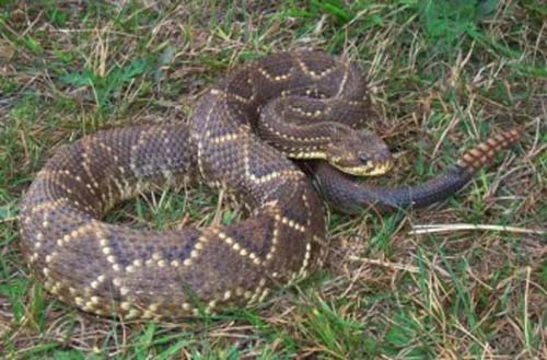 Moradores da zona rural de Mata Grande ficam assustados com infestação de cobras venenosas