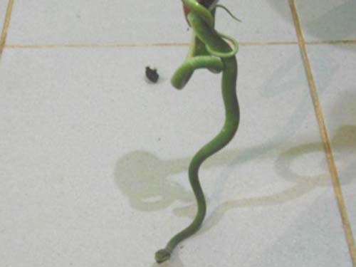 Morador aciona bombeiros para retirar cobra verde de fogão em União dos Palmares