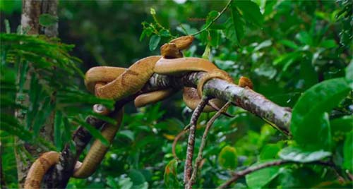 Dia da Cobra: Ilha brasileira tem 2ª maior concentração do animal no mundo
