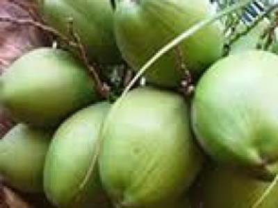 Multinacional vai comprar coco verde de produtores alagoanos e de União dos Palmares
