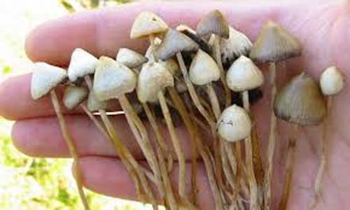 Microdosagem de cogumelos alucinógenos são aposta contra depressao e ansiedade