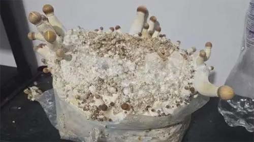 A ofensiva policial contra os 'cogumelos mágicos' que pode levar tema ao STF