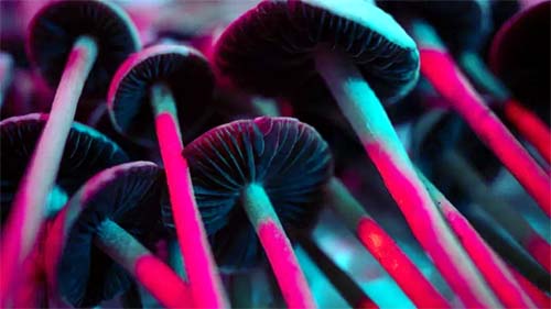 Como ‘vazio legal’ impulsiona consumo e venda de cogumelos psicodélicos no Brasil