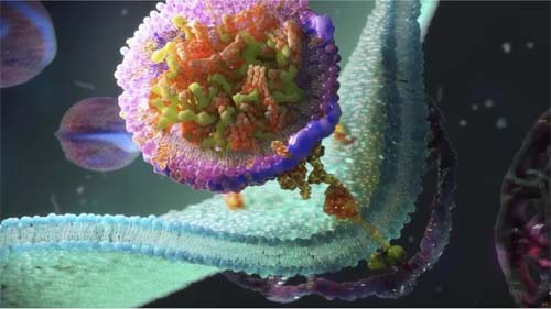 Colesterol, a biomolécula que ninguém quer no corpo, mas sem a qual morreríamos