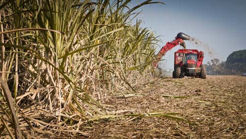 Safra da cana já acumula quase 572 mil toneladas de açúcar