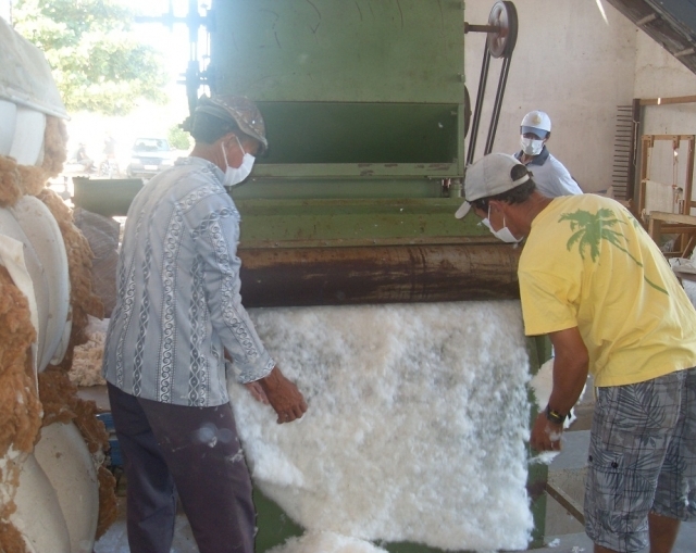 Agricultores colhem algodão colorido em Água Branca