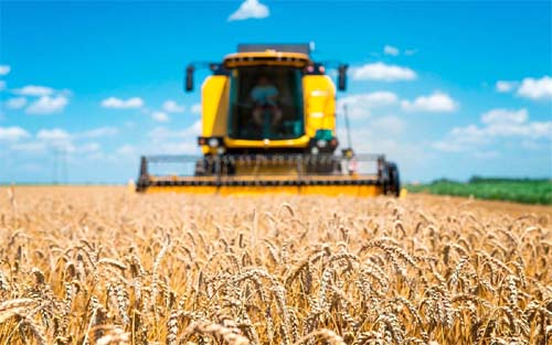 Trigo: Valores caem por negociações no spot serem pontuais