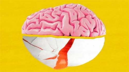 Colina: o nutriente essencial para o cérebro e onde encontrá-lo