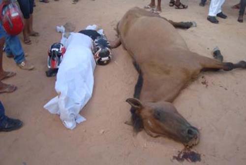 Motociclista morre ao colidir com cavalo na AL-210 em Quebrangulo 