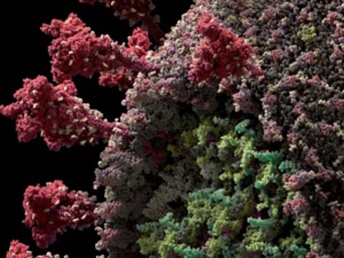 Alagoas tem mais 10 mortes e 878 casos confirmados do novo coronavírus