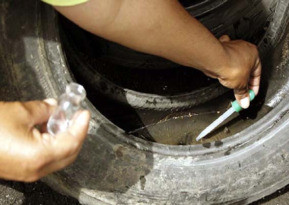 Dengue em Alagoas: 69 municípios têm risco de epidemia