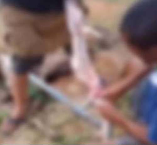 Polícia investiga comercialização de carne de gatos no interior de Alagoas