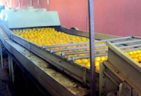 Cooperativa de Laranja do Vale do Mundaú inaugura nova sede