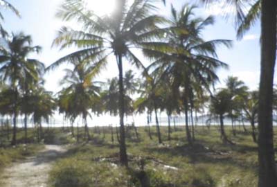 Turista é agredida e estuprada na Praia do Francês em plena luz do dia