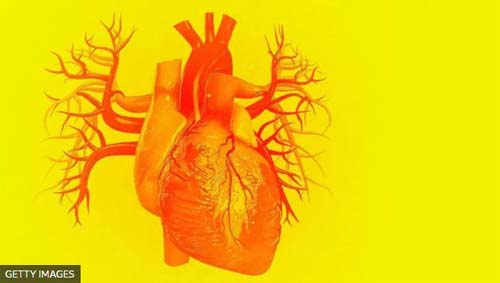 3 curiosidades fascinantes sobre o coração