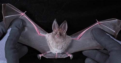 Novo coronavírus em morcegos gera alerta sobre possível transmissão para humanos